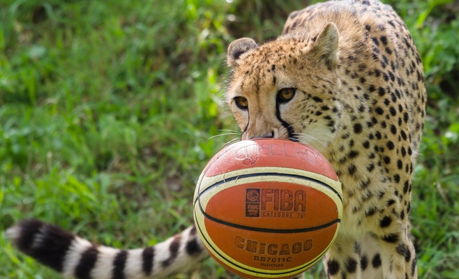 Баскетбольные мячи порадовали гепардов в Пражском зоопарке