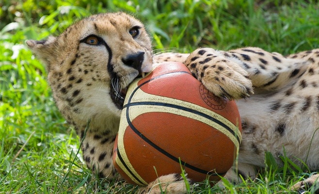 Баскетбольные мячи порадовали гепардов в Пражском зоопарке