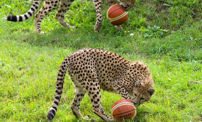 Баскетбольные мячи порадовали гепардов в Пражском зоопарке