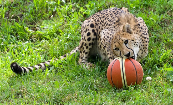 Баскетбольные мячи порадовали гепардов в Пражском зоопарке