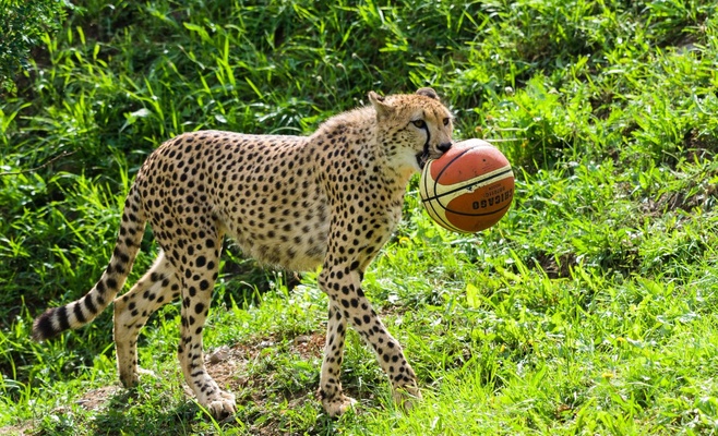 Баскетбольные мячи порадовали гепардов в Пражском зоопарке