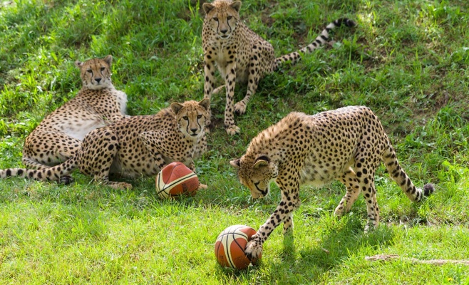 Баскетбольные мячи порадовали гепардов в Пражском зоопарке