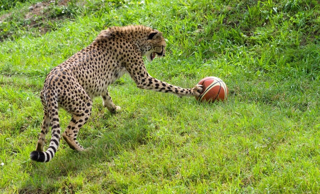 Баскетбольные мячи порадовали гепардов в Пражском зоопарке