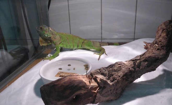 Пражские полицейские поймали игуану