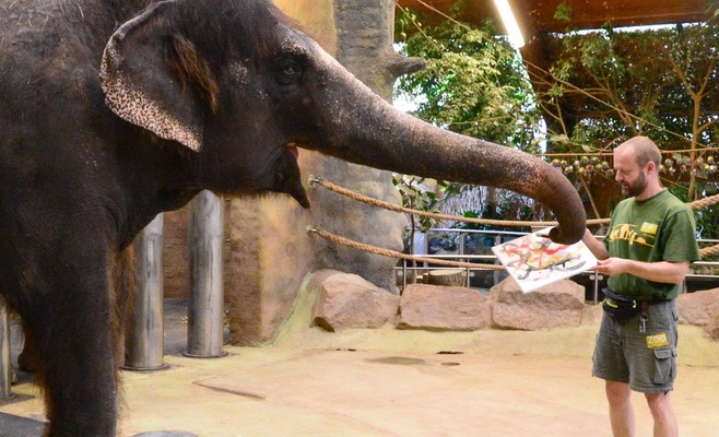 Слонихи в устецком зоопарке занимаются живописью