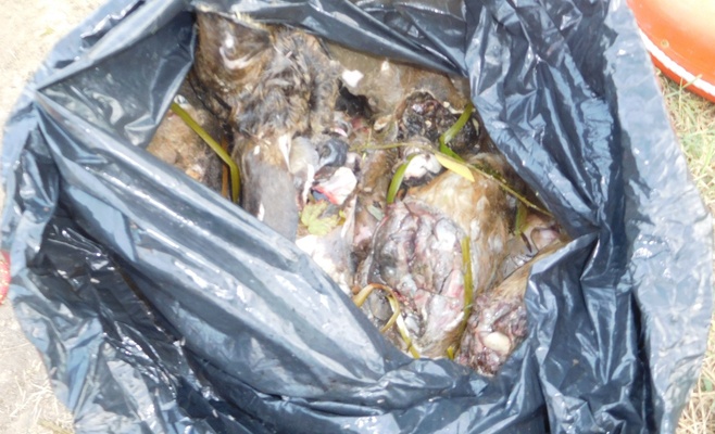 В Пардубицком крае разыскивают браконьера