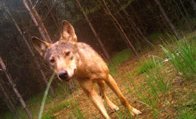 Редкие кадры: фотоловушка запечатлела волчонка