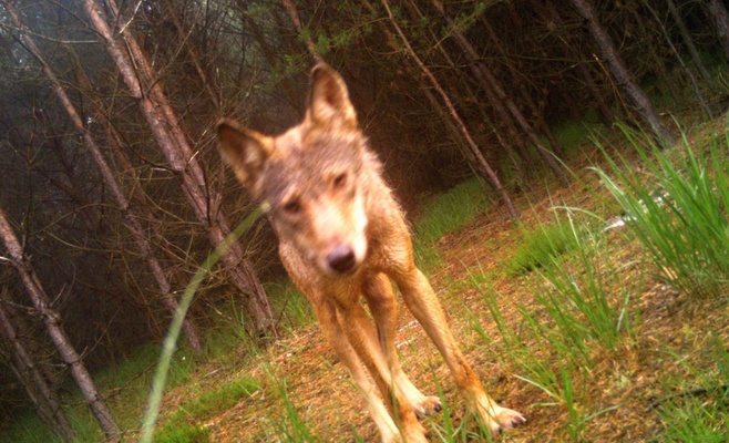 Редкие кадры: фотоловушка запечатлела волчонка