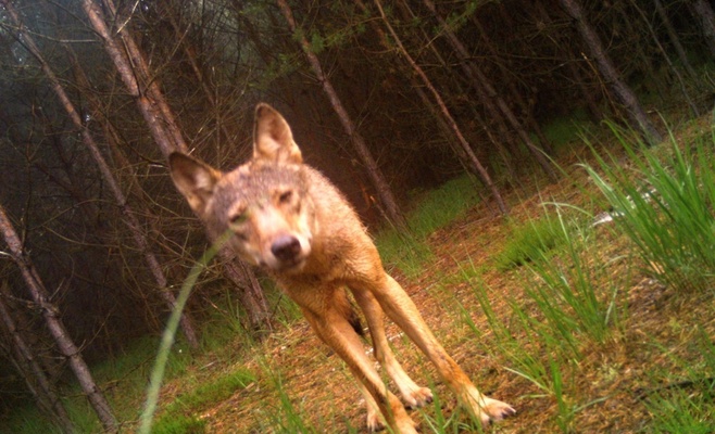Редкие кадры: фотоловушка запечатлела волчонка