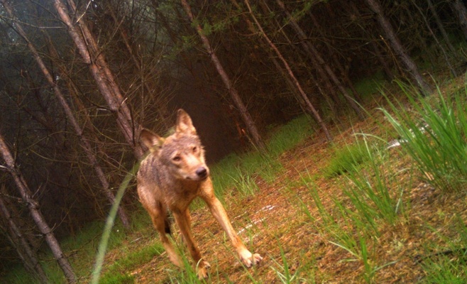 Редкие кадры: фотоловушка запечатлела волчонка