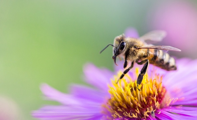 Пчела стала виновницей серьезной аварии