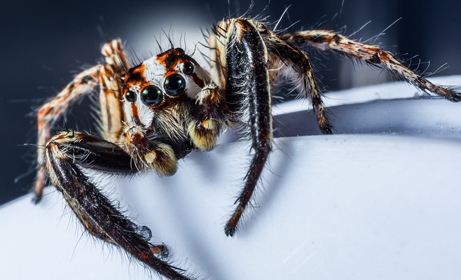 В Чехии обнаружили новый вид пауков с зубами