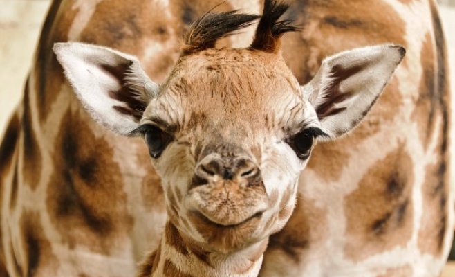 Круизы на катере в Пражский зоопарк