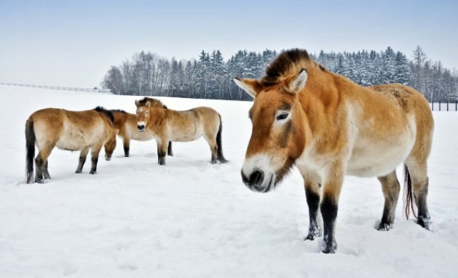 Круизы на катере в Пражский зоопарк