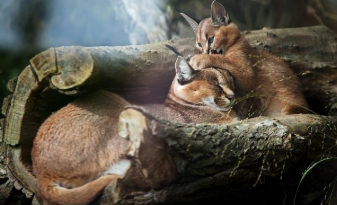 Круизы на катере в Пражский зоопарк