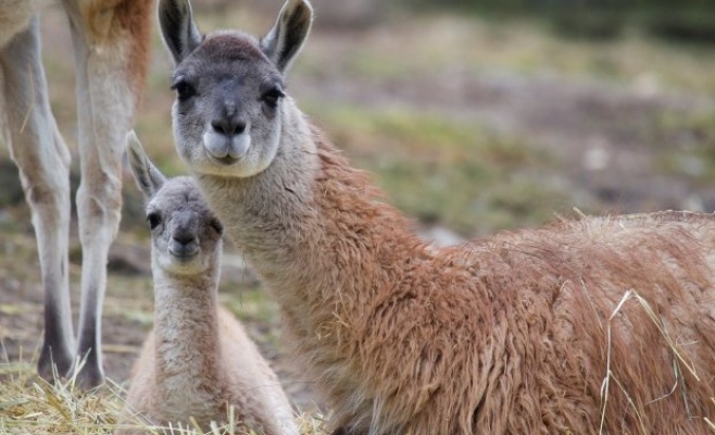 Круизы на катере в Пражский зоопарк