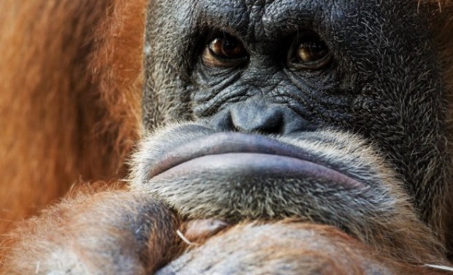 Круизы на катере в Пражский зоопарк