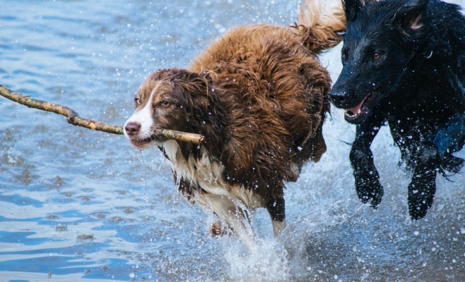 Благотворительный забег с собаками (каникросс) Pesos 2016