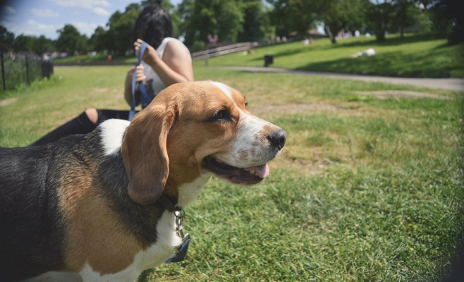 День домашних животных