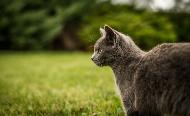 День домашних животных