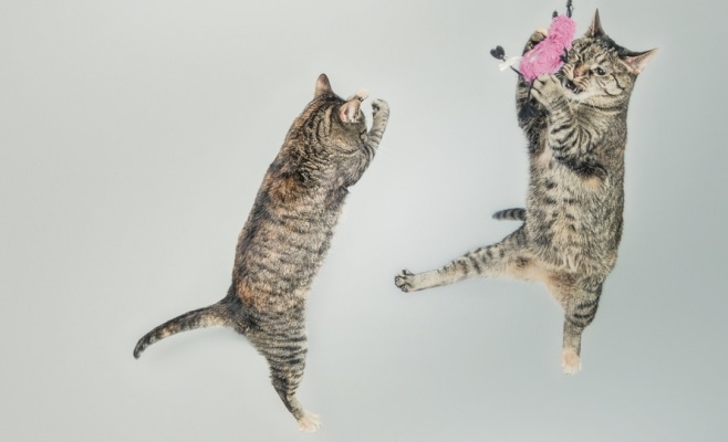 Фестиваль животных