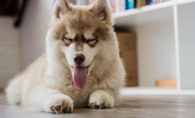 Фестиваль животных