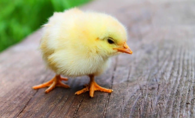 Фестиваль животных