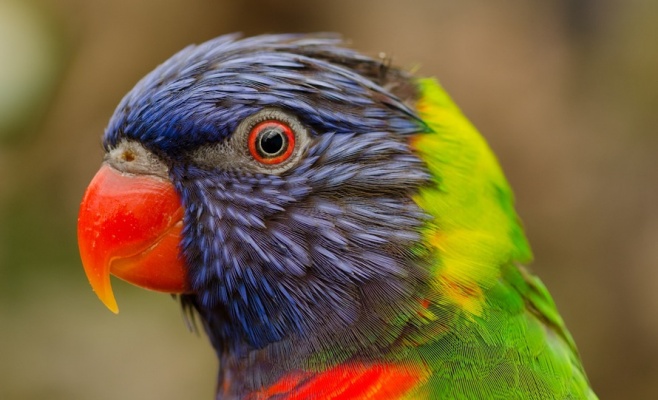 Фестиваль животных