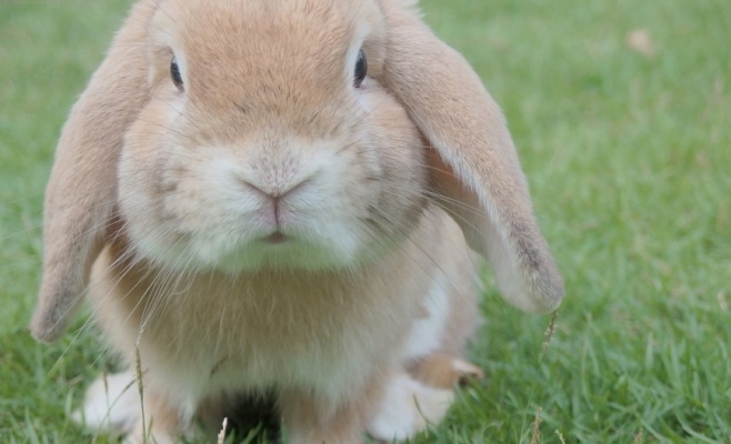 Фестиваль животных