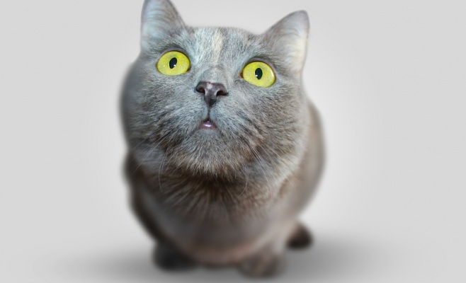 Выставка кошек Black & White