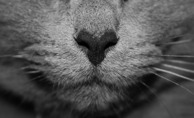 Выставка кошек Black & White