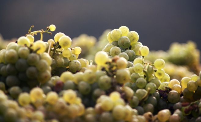 Праздник сбора винограда и молодого вина на Стрелецком острове