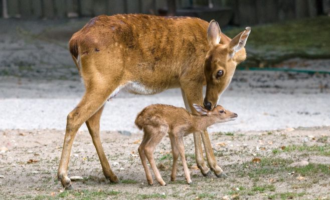 В Праге родились малыши олени-лиры