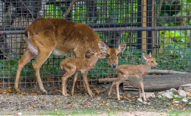 В Праге родились малыши олени-лиры