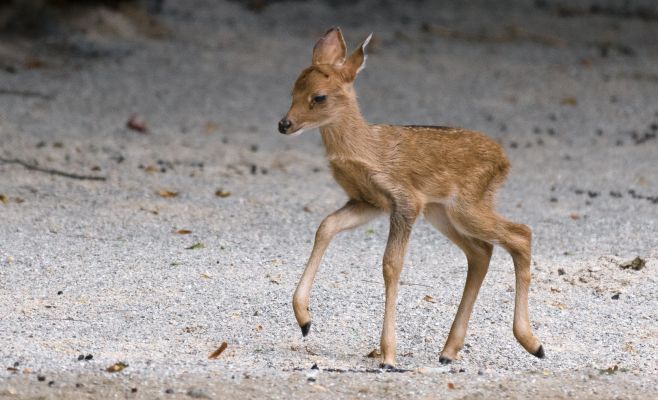В Праге родились малыши олени-лиры