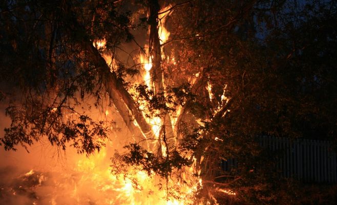 Неизвестные в Праге подожгли деревья